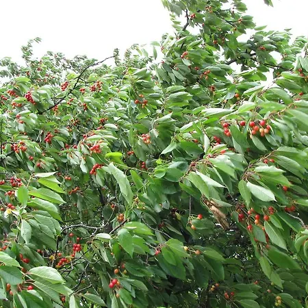 Zorko Gostilna Domen Smarjeske Toplice