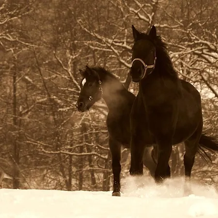 Zorko Gostilna Domen Gostinjska kuća 3*