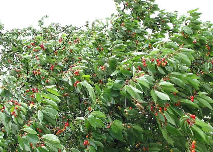 Zorko Gostilna Domen Smarjeske Toplice