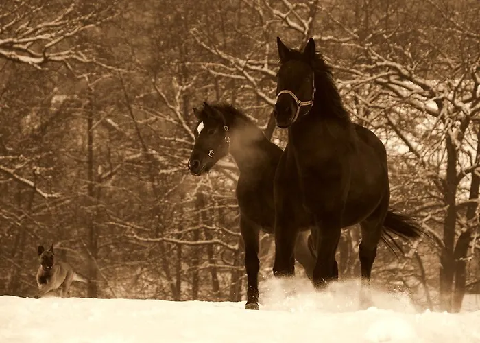 Zorko Gostilna Domen Guest house 3*